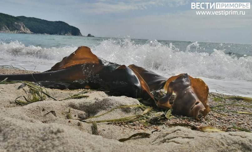 В Приморье обнаружили опасную тропическую микроводоросль