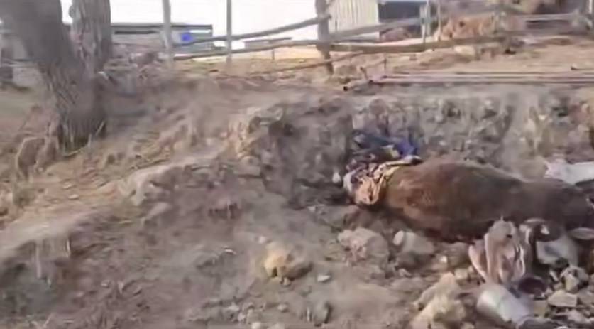 «Адский скотомогильник» нашли вблизи фермы в Приморье. Новые факты в деле о баранах?