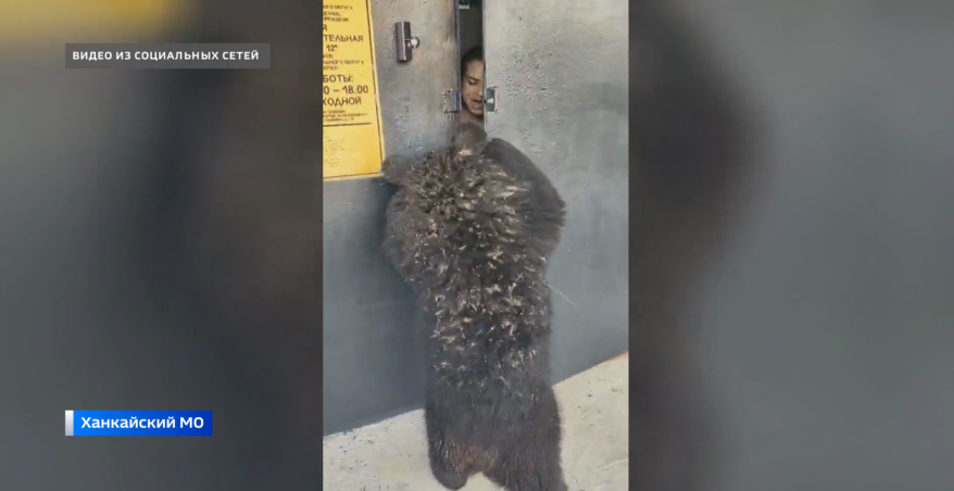 Из Приморья "выдворяют" медведицу-хулиганку, которая штурмом пыталась взять школу