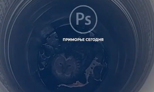 "Сидит, моргает": необычную гостью обнаружили рабочие на стройке во Владивостоке