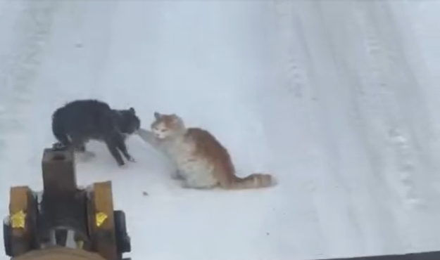 Два усача устроили жаркую разборку на дороге в Приморье