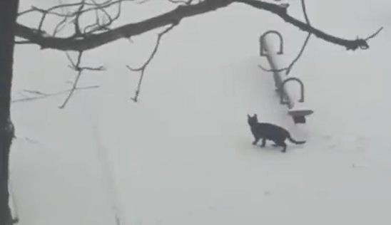 Кошка устроила шоу в снегопад во Владивостоке