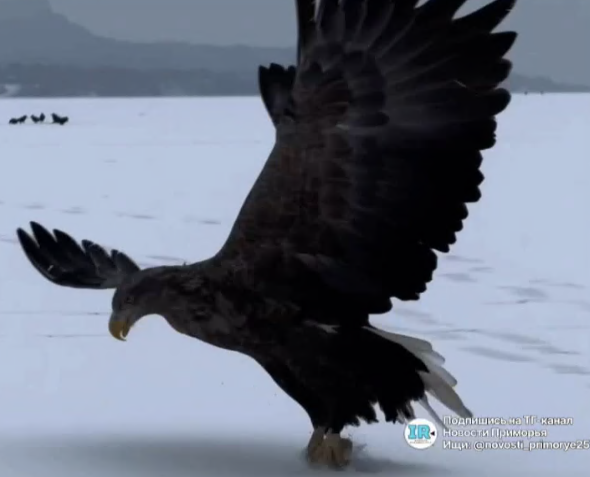 Во Владивосток на зимовку прилетели величественные орланы