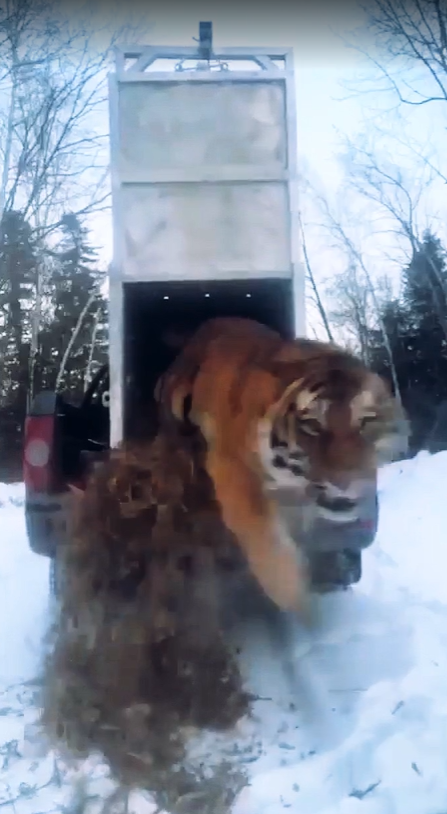 Молодой хищник, отловленный в селе Барабаш, выпущен в глухой тайге в Приморье