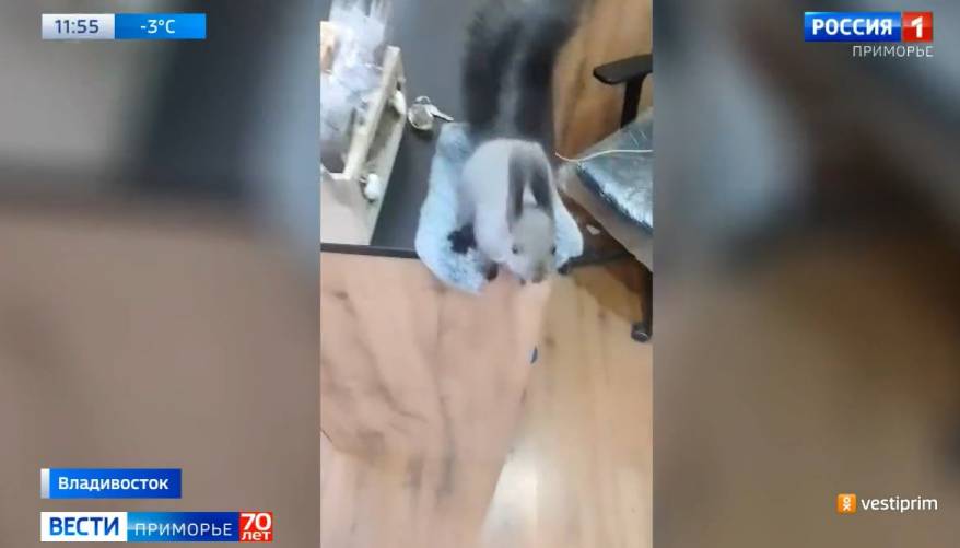 Выпускник зоопарка во Владивостоке пришел в гости за лакомством