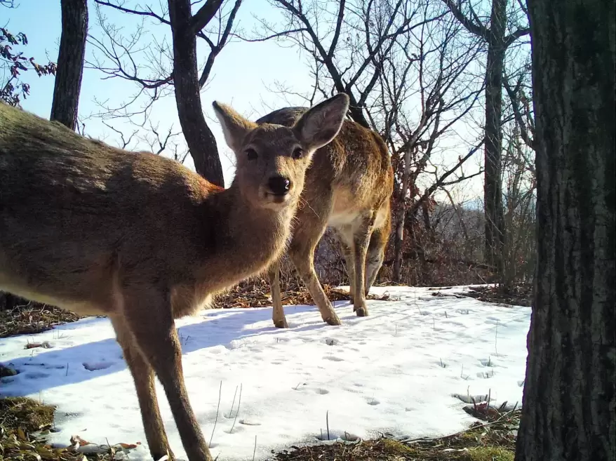 "Друг всегда прикроет...": олень устроил фотобомбу в нацпарке Приморья