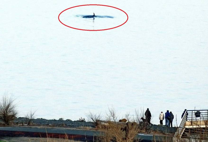 Редкие морские гости зашли в бухту Федорова во Владивостоке