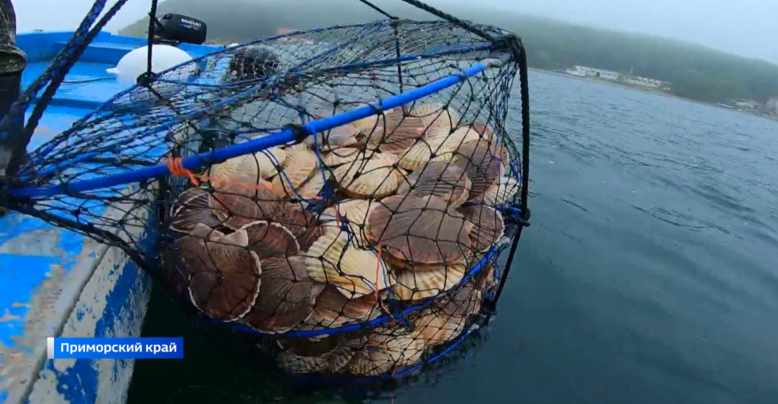 Три приморца предстанут перед судом за крупную контрабанду морепродуктов