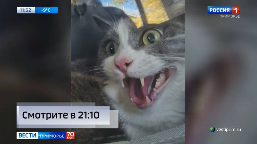 Кот-путешественник, объехавший всю Россию, пропал во Владивостоке