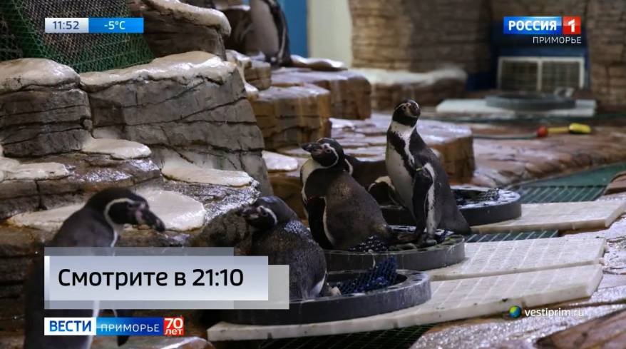 Гендер-пати у пингвинов состоялась в Приморском океанариуме