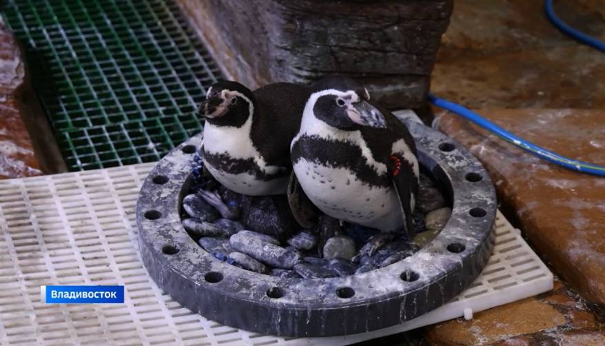 Гендер-пати у пингвинов. В Приморском океанариуме определяют пол малышей