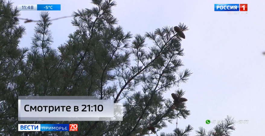 Рост зарплат, новый автопарк и борьба с пожарами: растет интерес приморцев к лесной отрасли