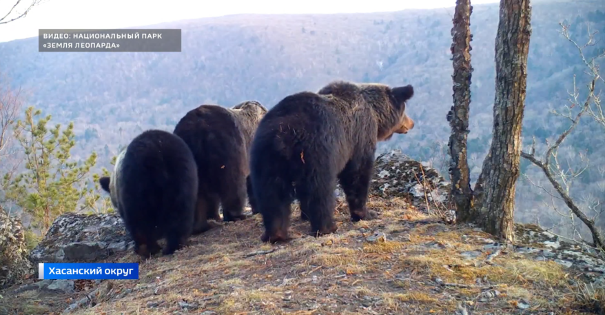 Как в Приморье дикие животные готовятся к зимней спячке?