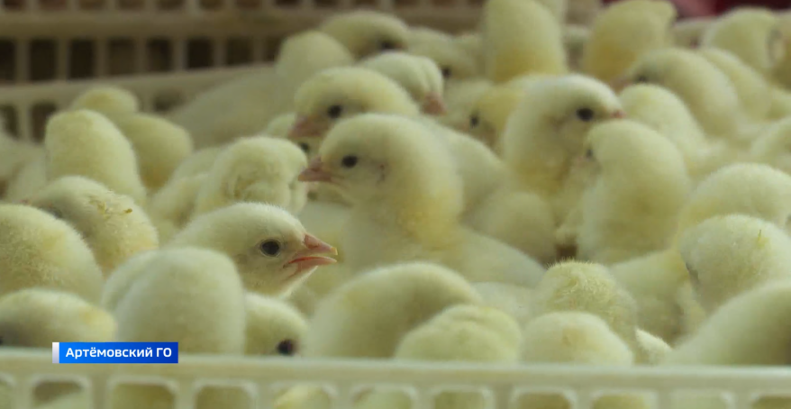 Знаменитая птицефабрика «Михайловский бройлер» возродилась под новым брендом