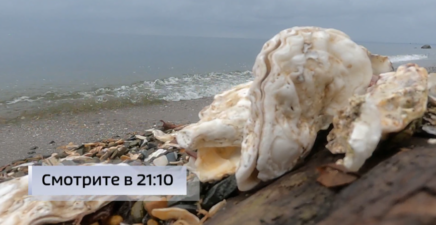 Невидимая угроза: приморские ученые нашли способ выявления ядов в морепродуктах