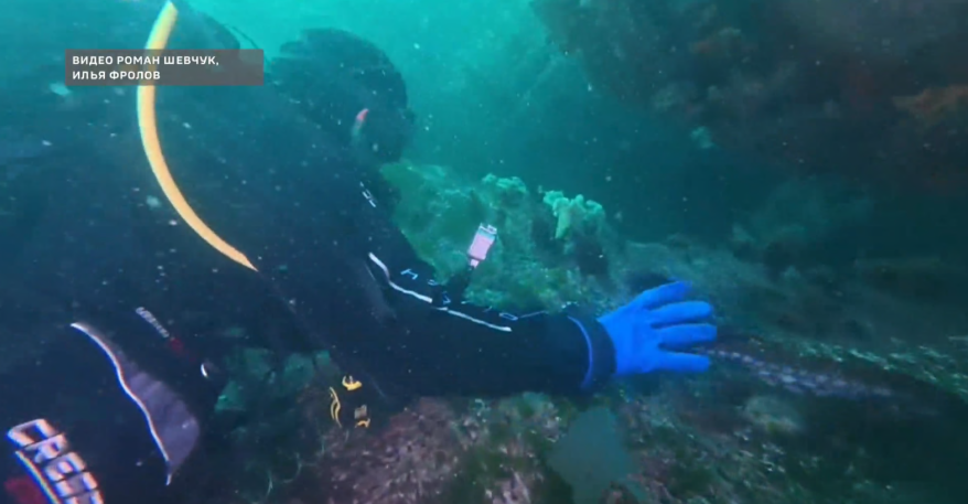 Осьминог напал на дайвера в одной из приморских бухт