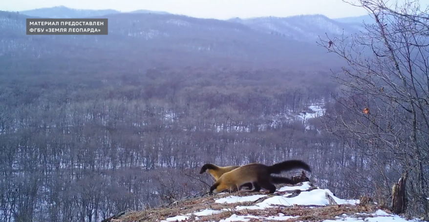 Бодрящая "зарядка" двух куниц попала в кадр фотоловушки в Приморье