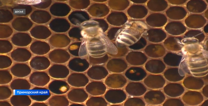 Опасный паразит наносит серьезный ущерб пчеловодам в Приморье