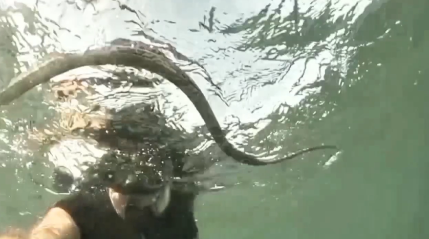 Приморский дайвер столкнулся в море с крупной змеей