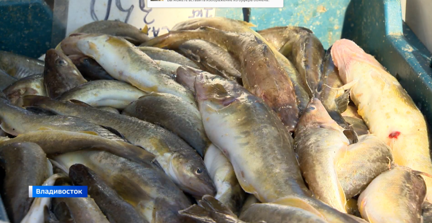 Приморцы в поисках местной рыбки: почему на прилавках только сахалинский улов?