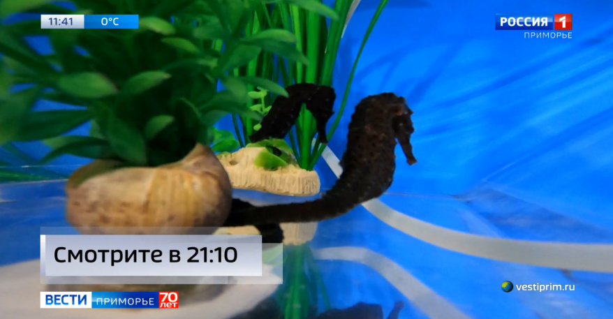 Год Лошади приморцы предлагают переименовать в год Морского конька