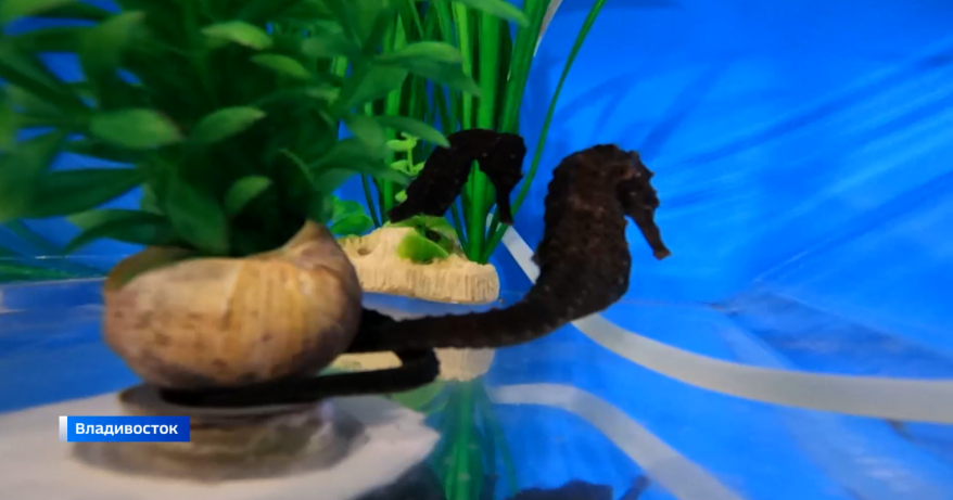 Морской конек - символ Нового года по-приморски