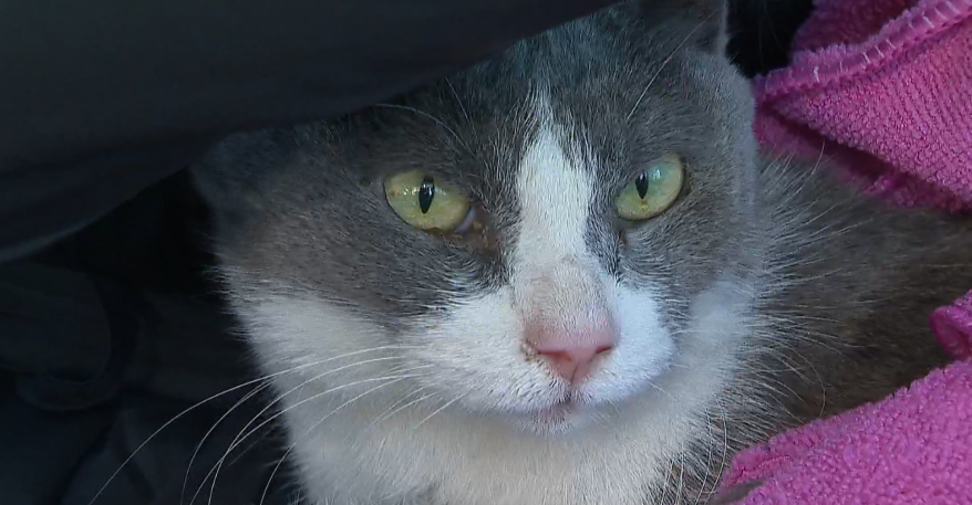 "Вести: Приморье" нашли известного кота Милана, пропавшего месяц назад во Владивостоке