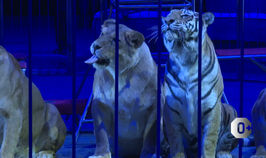 Искусство цирка: вдохновение, труд и любовь к своему делу. Интервью