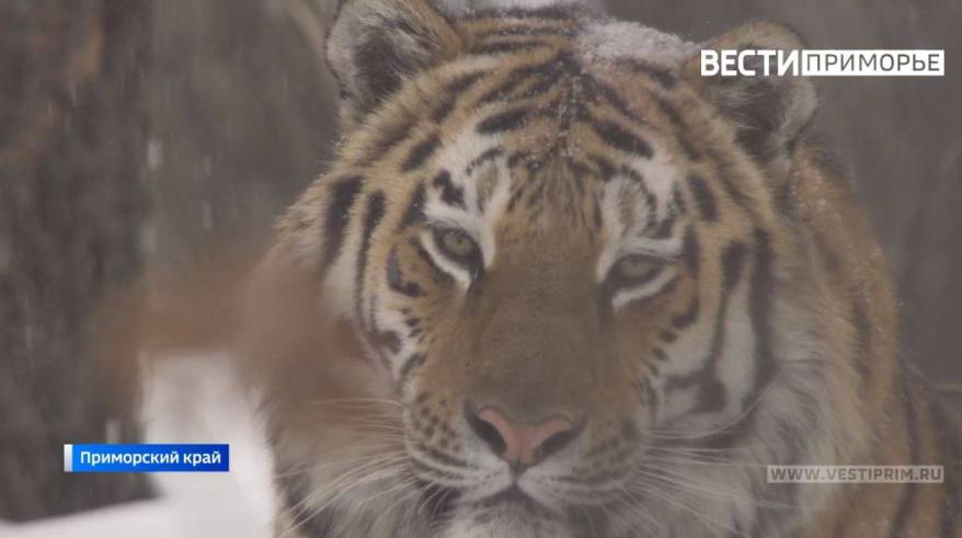 Тигрофобы используют ИИ, чтобы "кошмарить" жителей Приморья