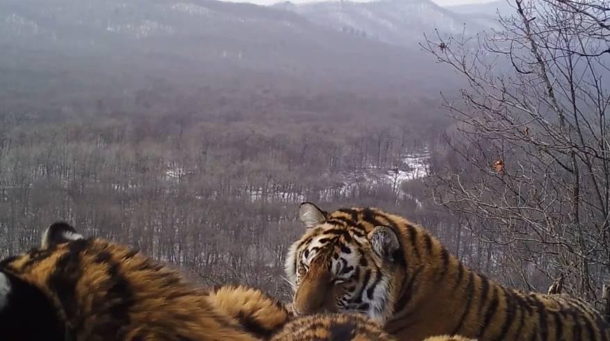 Чемпион по сну среди хищников зафиксирован в Приморье