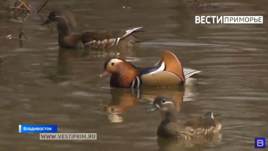 Странную троицу уток-мандаринок пытаются спасти неравнодушные жители Владивостока