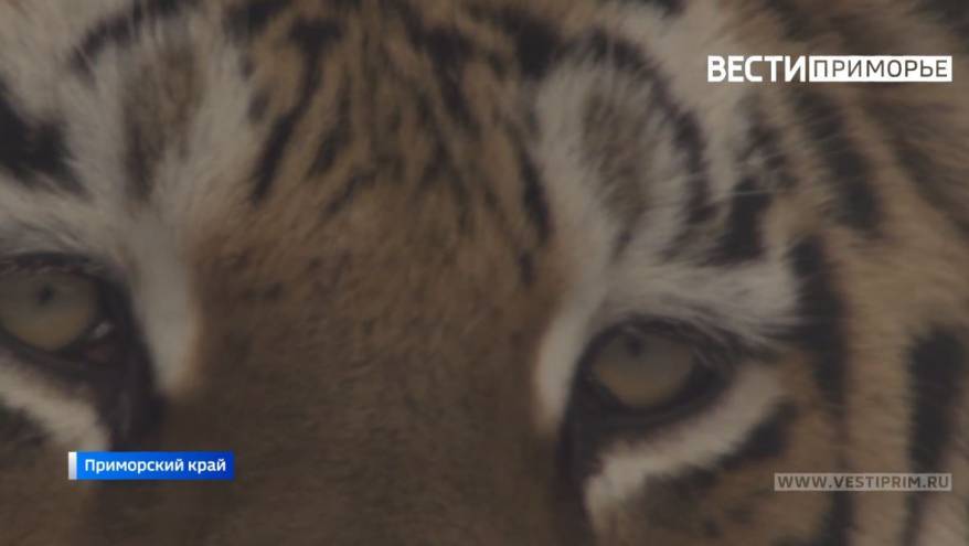 На федеральной трассе Хабаровск-Владивосток в массовом ДТП погиб тигр