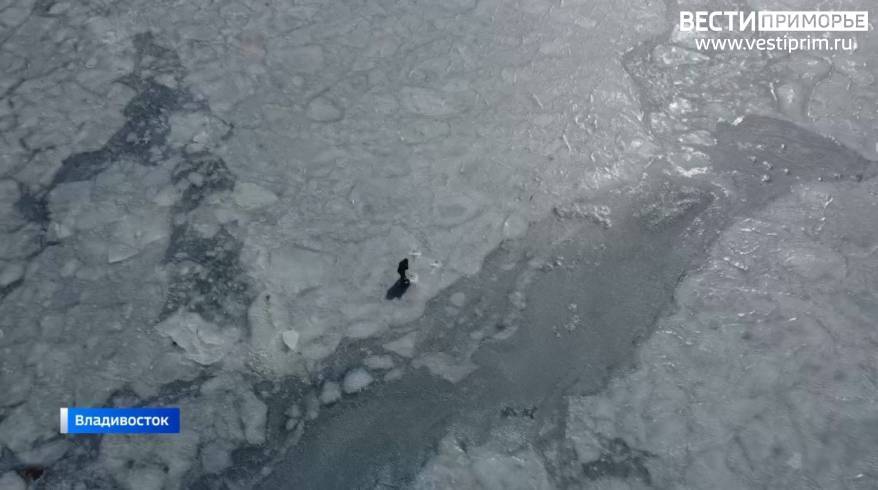 Какова ледовая обстановка в заливах Приморья?
