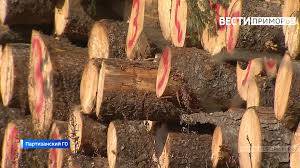 Деревом зашибло мужчину при заготовке древесины в Приморье