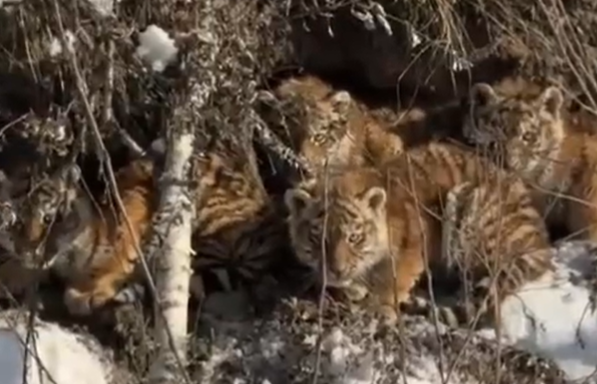 В Приморье спасены два амурских тигренка, оставшихся без матери