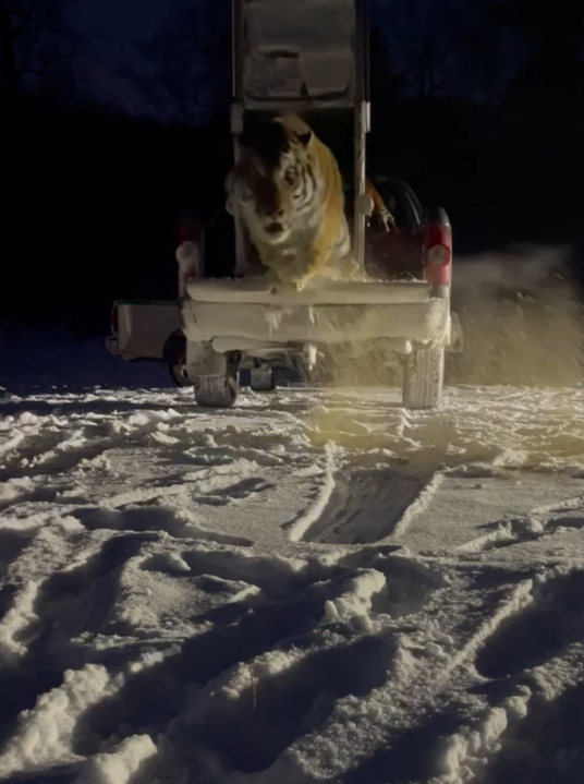 Отловленного в окрестностях села Верхний Перевал тигра вернули в дикую природу