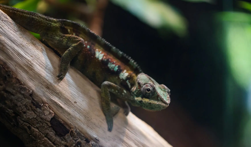 Новая "звезда" появилась в "Тропическом лесу" Приморского океанариума