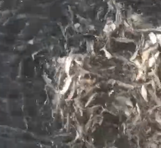 Море кишит рыбой: небывалый ажиотаж наблюдается у побережья Приморья