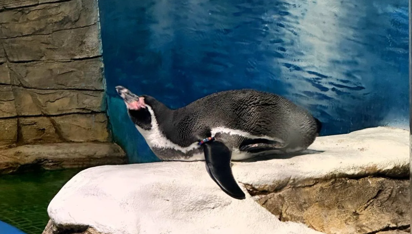 Как спят пингвины Гумбольдта?