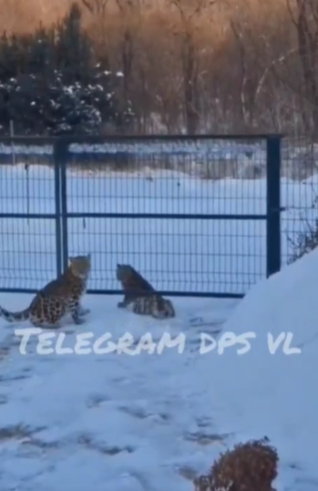 Два леопарда забрались во двор к жителю Приморья