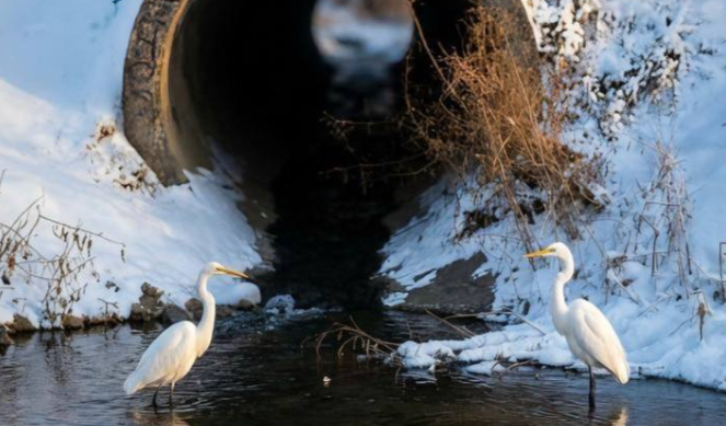 Две белоснежные цапли замечены на реке во Владивостоке