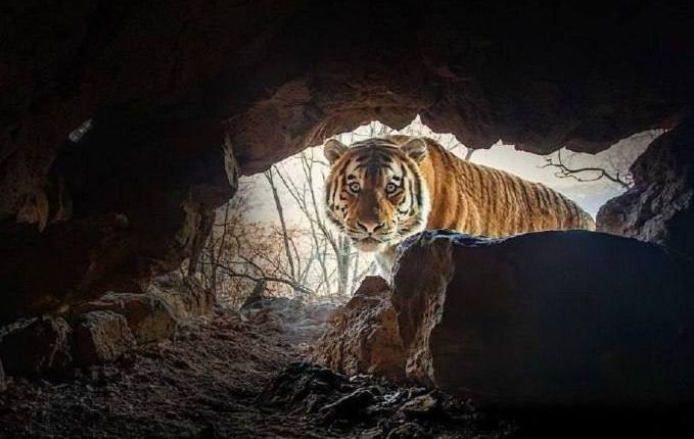 Забавный кадр удивленного тигра сделал немецкий фотограф в Приморье