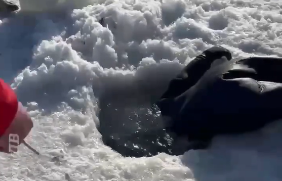 Необычная "спасательная операция" прошла на льду в Тавричанке