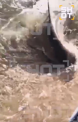 Акула испортила отдых туристам в Хургаде, только россиянам нипочем