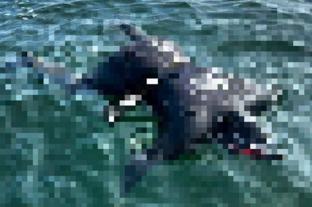 Дайвер погиб при погружении во Владивостоке