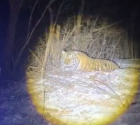 Первый в 2026 году «конфликтный» амурский тигр отловлен в селе Верхний Перевал Пожарского округа