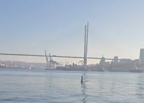 Нерпы гоняют косяк рыбы под "Золотым мостом" во Владивостоке