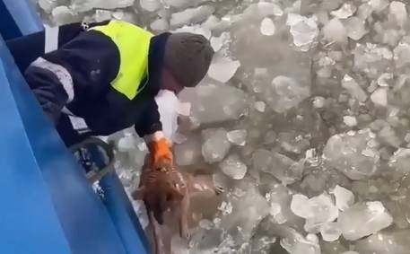 Приморские моряки спасли собаку из ледяных вод