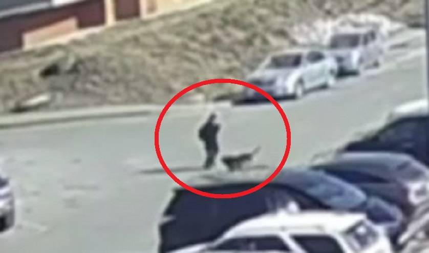 Стая собак напала на ребенка во Владивостоке