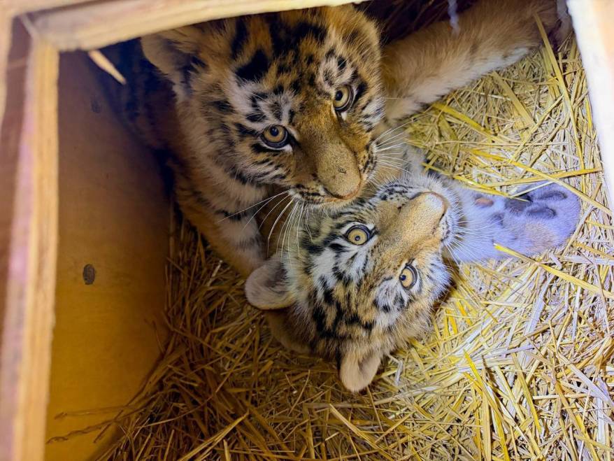 Специалисты осмотрели отловленного в Приморье тигра и двух спасенных тигрят-сирот